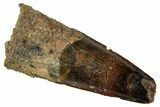 Fossil Spinosaurus Tooth - Real Dinosaur Tooth #327840-1